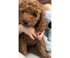 Red Cavapoo Puppies For Sell - 6