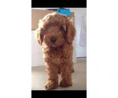 Red Cavapoo Puppies For Sell - 7