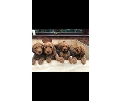 Red Cavapoo Puppies For Sell - 8