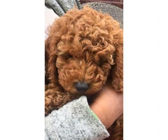 Red Cavapoo Puppies For Sell - 9