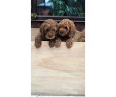 Red Cavapoo Puppies For Sell - 10