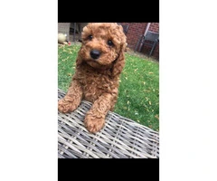 Red Cavapoo Puppies For Sell - 11