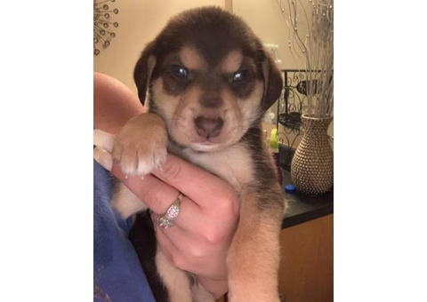 Rehoming 7 weeks old Beaglebull puppies