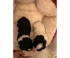 Cavapoo Puppies Boys  and girls available now - 2