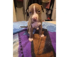 One female pitbull puppy for a loving home only