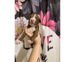 One female pitbull puppy for a loving home only - 2
