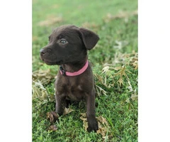 Need to rehome Chocolate lab puppies