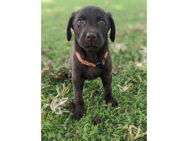 Need to rehome Chocolate lab puppies in Oklahoma City ...