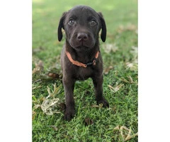 Need to rehome Chocolate lab puppies - 2