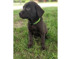 Need to rehome Chocolate lab puppies - 3