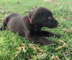 Need to rehome Chocolate lab puppies - 4