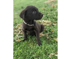 Need to rehome Chocolate lab puppies - 5