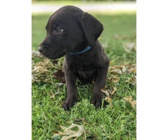 Need to rehome Chocolate lab puppies - 6