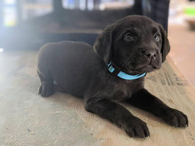 Need to rehome Chocolate lab puppies Oklahoma City - Puppies for Sale ...