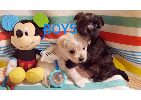 Morkie puppies Males and Females