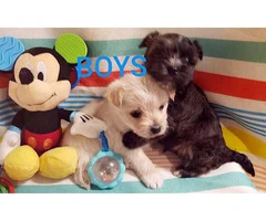 Morkie puppies Males and Females