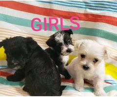 Morkie puppies Males and Females - 2