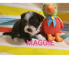Morkie puppies Males and Females - 10