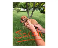Registered miniature dachshund puppies