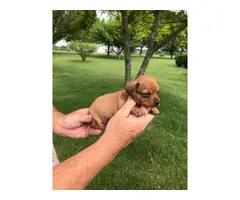 Registered miniature dachshund puppies - 2