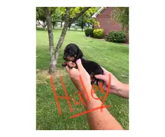 Registered miniature dachshund puppies - 3