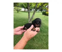 Registered miniature dachshund puppies - 4