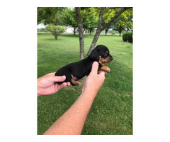 Registered miniature dachshund puppies in Henagar, Alabama ...