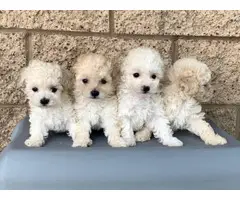 Beautiful toy puppies Coton de Tulear - 3