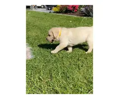 Champion Line  labrador retriever puppies are available now - 4