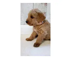 Labradoodle Puppies available now - 2