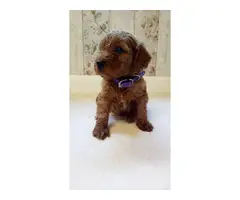 Labradoodle Puppies available now - 3