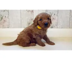 Labradoodle Puppies available now - 4