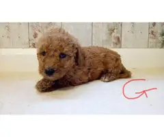 Labradoodle Puppies available now - 5