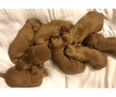 7 BABIES READY TO GO - 2