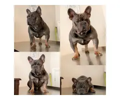 Blue And Tan French Bulldog Health Tested 250 - 1