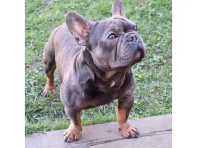 Blue And Tan French Bulldog Health Tested 250 - 2/4