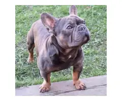 Blue And Tan French Bulldog Health Tested 250 - 2