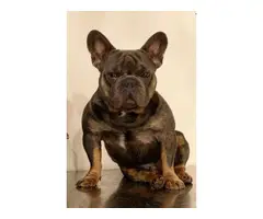 Blue And Tan French Bulldog Health Tested 250 - 3