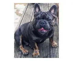 Blue And Tan French Bulldog Health Tested 250 - 4