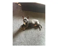 Frenchie Pups - 3