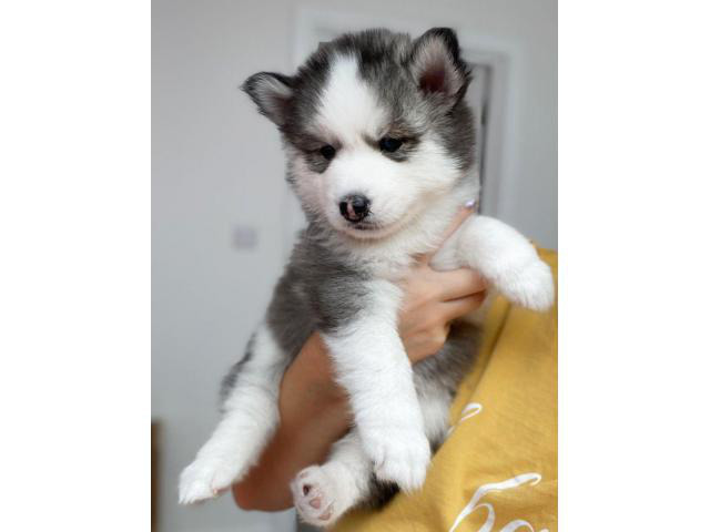 Amazing Pomsky Puppies available now for new homes in Vermont USA