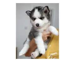 Amazing Pomsky Puppies available now for new homes