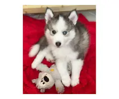 Amazing Pomsky Puppies available now for new homes - 2