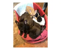 French Bulldog Pups available now