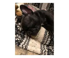 French Bulldog Pups available now - 2