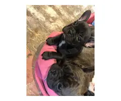 French Bulldog Pups available now - 3