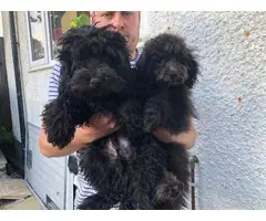 Gorgeous Cuddly Cavapoo Puppies For Sale