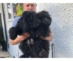 Gorgeous Cuddly Cavapoo Puppies For Sale - 2