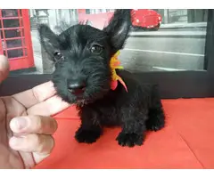 9 weeks old Scottish terriers ready to go now