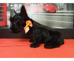 9 weeks old Scottish terriers ready to go now - 2